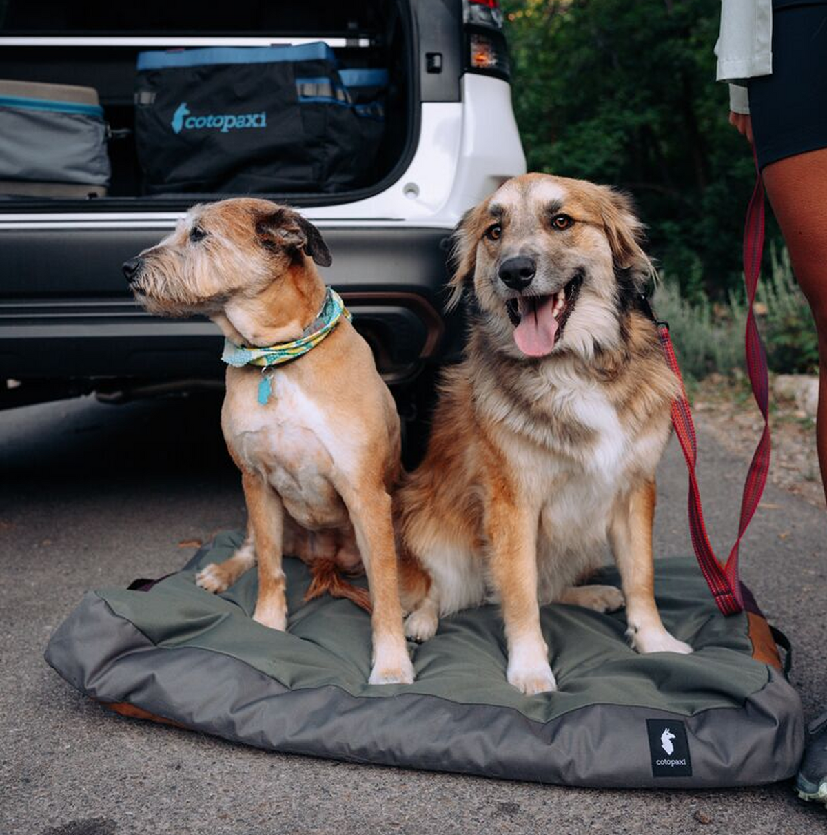 Del Día Dog Bed